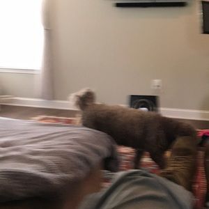 Meet your Posher, Peter